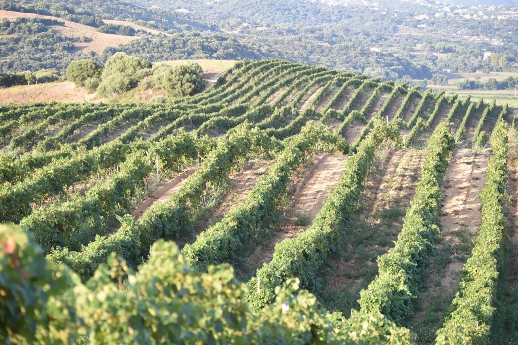 Sant'Armettu - Vignes en terrasses sur les coteaux du domaine