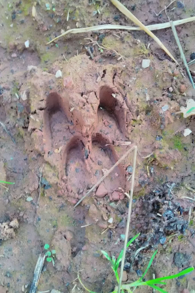 Vigne de Signols - Empreinte d’un animal sauvage dans la terre rouge de la colline