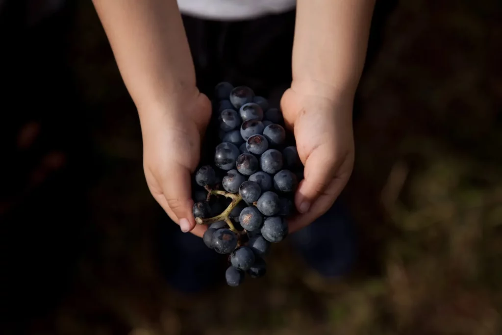 Vigne de Signols - Grappe de mansois mûr tenue dans des mains d’enfant