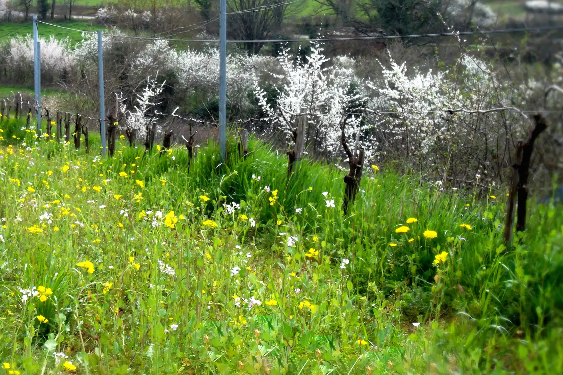 Vigne de Signols - Rangs de mansois au printemps, entre herbes fleuries et arbres en fleur