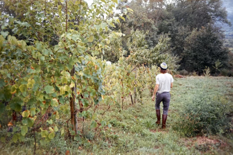 Vignerons Curtet