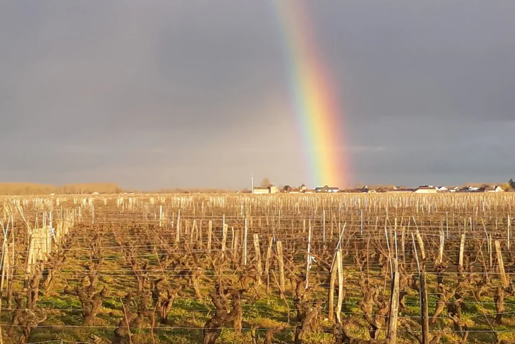 Vignoble Fabien Demois - Arc-en-ciel sur les vignes taillées en hiver