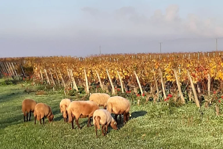 Vignoble Fabien Demois