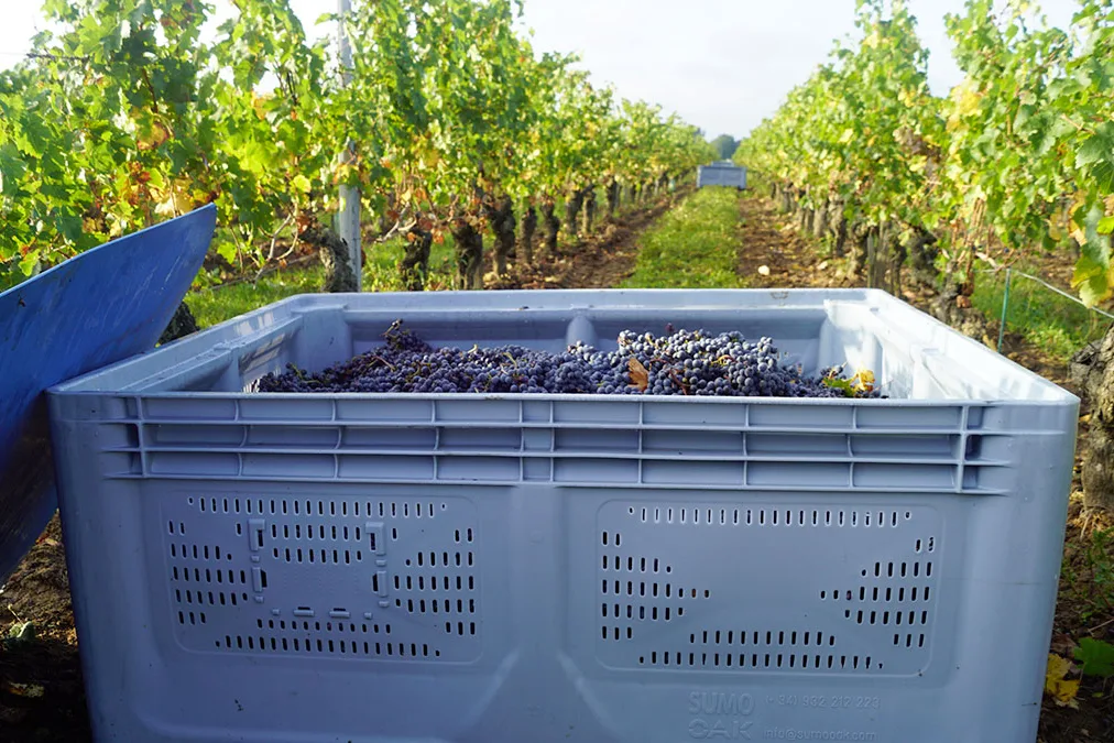 Vignoble Fabien Demois - Caisse de vendange remplie de raisins noirs