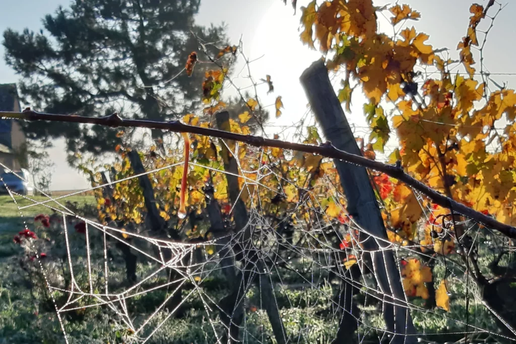 Vignoble Fabien Demois - Toile d’araignée sur un rang de vigne en automne