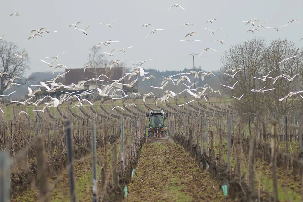 Vignoble Fabien Demois - Tracteur et mouettes dans les rangs en hiver