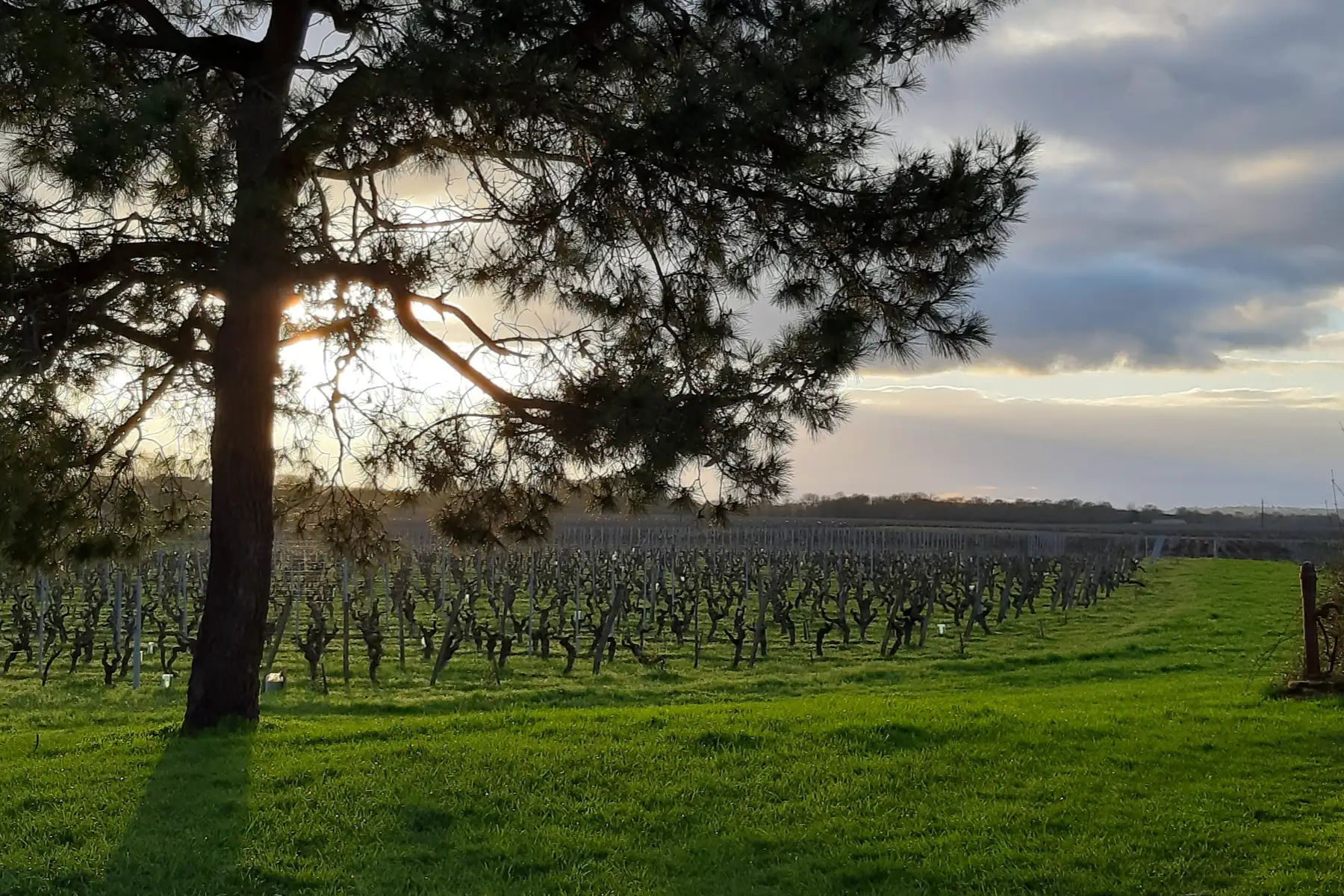Vignoble Fabien Demois - Vignes taillées sous un pin au soleil couchant
