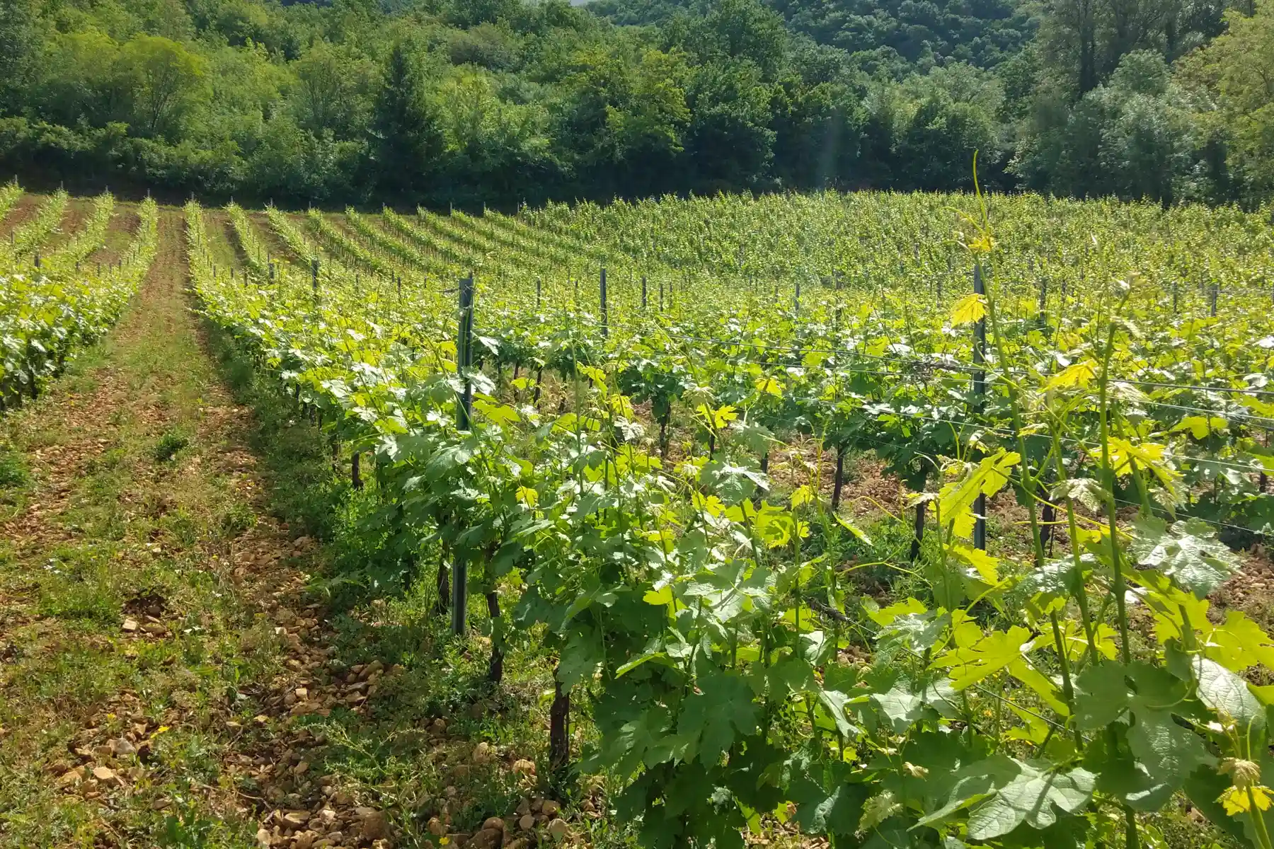 Vignoble Pellerin - Rangs de vigne enherbés au pied des reliefs boisés du Bugey