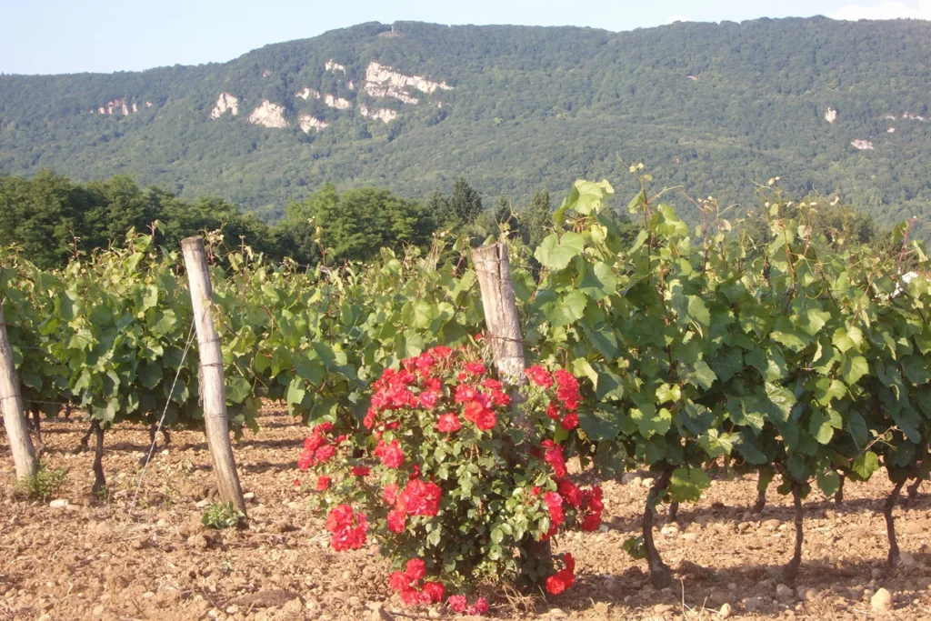 Vignoble Pellerin - Rosier fleuri devant les vignes, sous les reliefs du Bugey