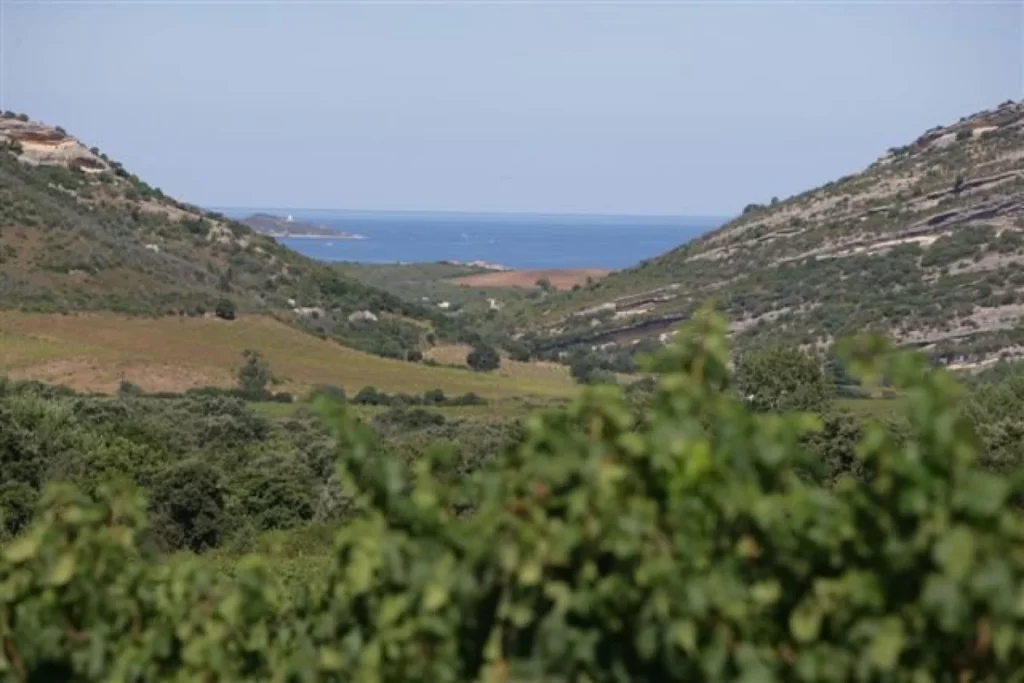 Yves Leccia - Vallée de vignes et de maquis descendant vers la mer