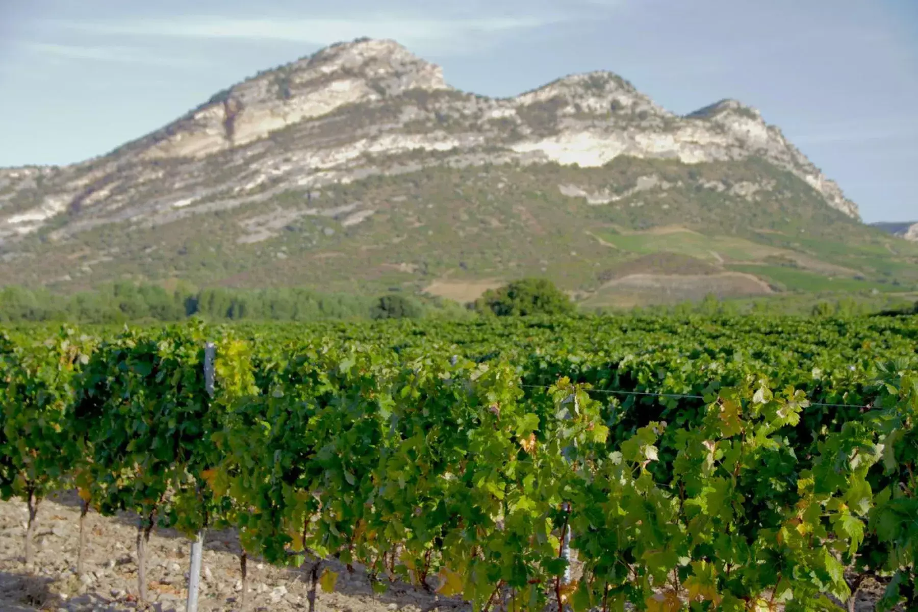 Yves Leccia - Vignes au pied d’un massif calcaire